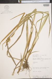 Carex scabrata image
