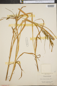 Carex scabrata image