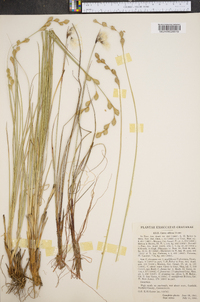 Carex silicea image