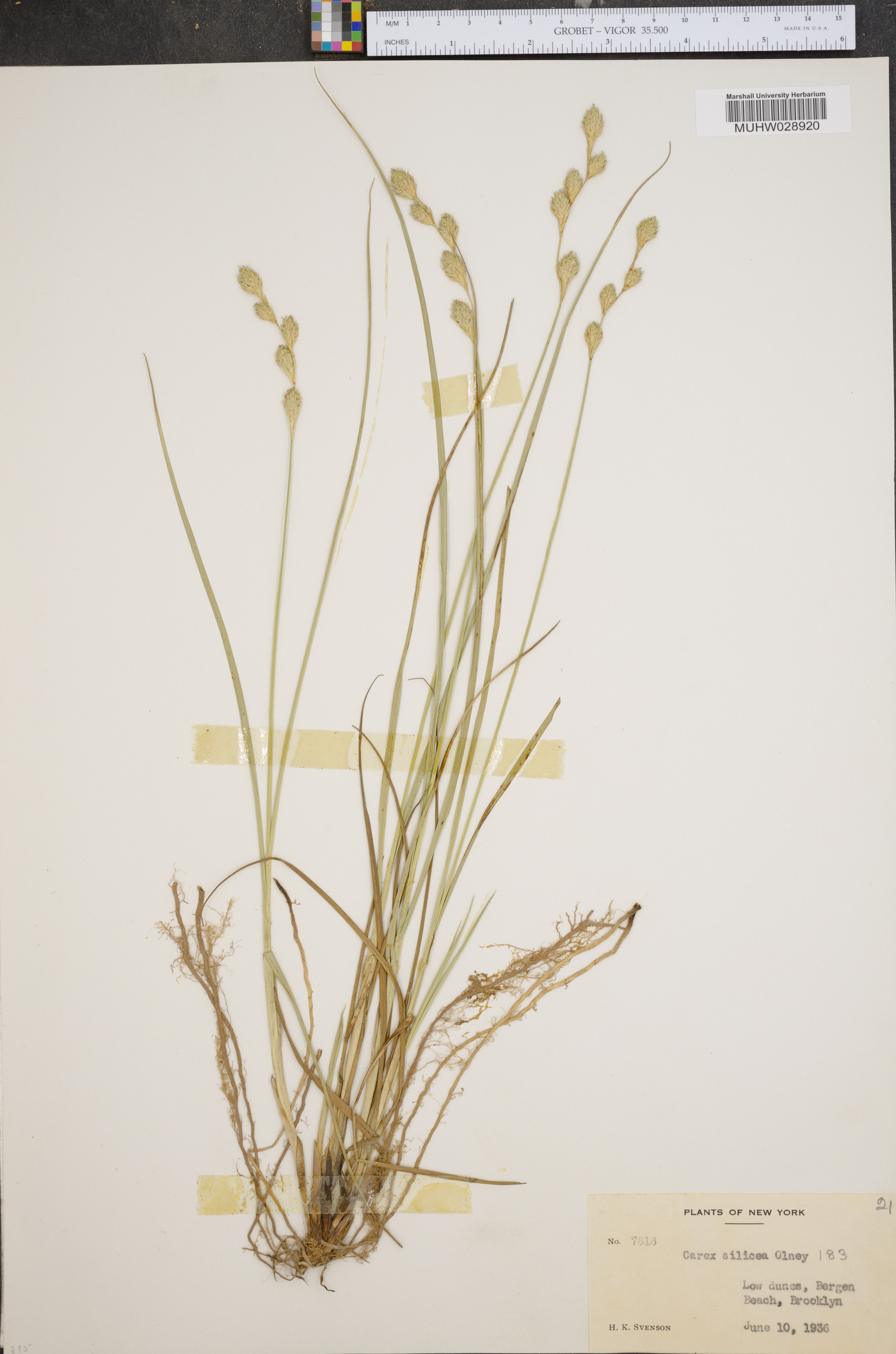 Carex silicea image