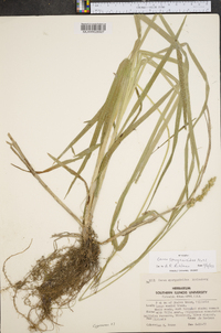 Carex sparganioides image