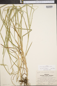 Carex sparganioides image