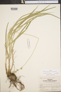 Carex sparganioides image