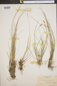 Carex sterilis image