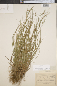 Carex swanii image