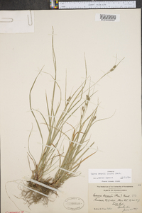 Carex swanii image