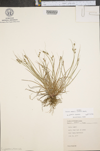 Carex swanii image