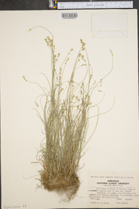 Carex texensis image