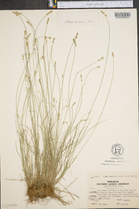 Carex texensis image