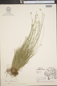Carex texensis image