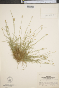 Carex texensis image