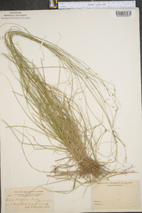 Carex trisperma image