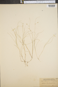 Carex billingsii image