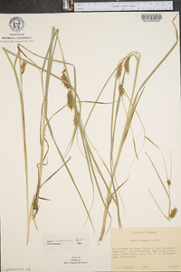 Carex tuckermanii image