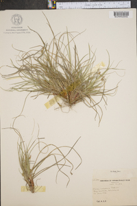 Carex umbellata image