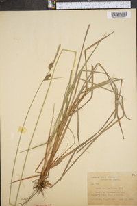 Carex vestita image