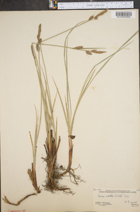 Carex vestita image