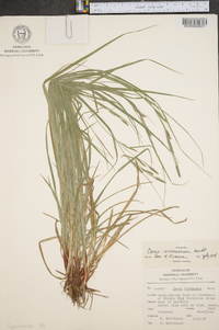 Carex virescens image