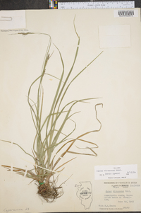 Carex virescens image