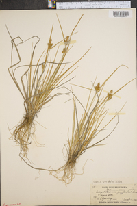 Carex viridula image