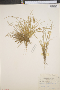 Carex viridula image