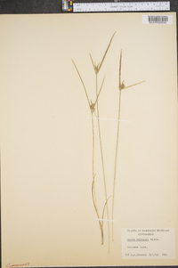 Carex viridula image