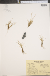 Carex williamsii image