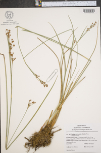 Cladium mariscoides image