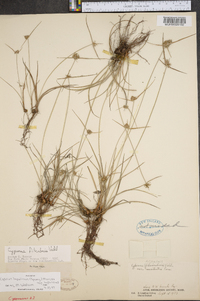 Cyperus lupulinus image