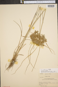 Cyperus ochraceus image