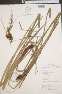 Cyperus prolixus image