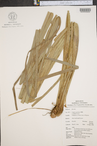 Cyperus prolixus image