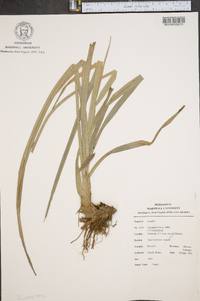 Cyperus prolixus image