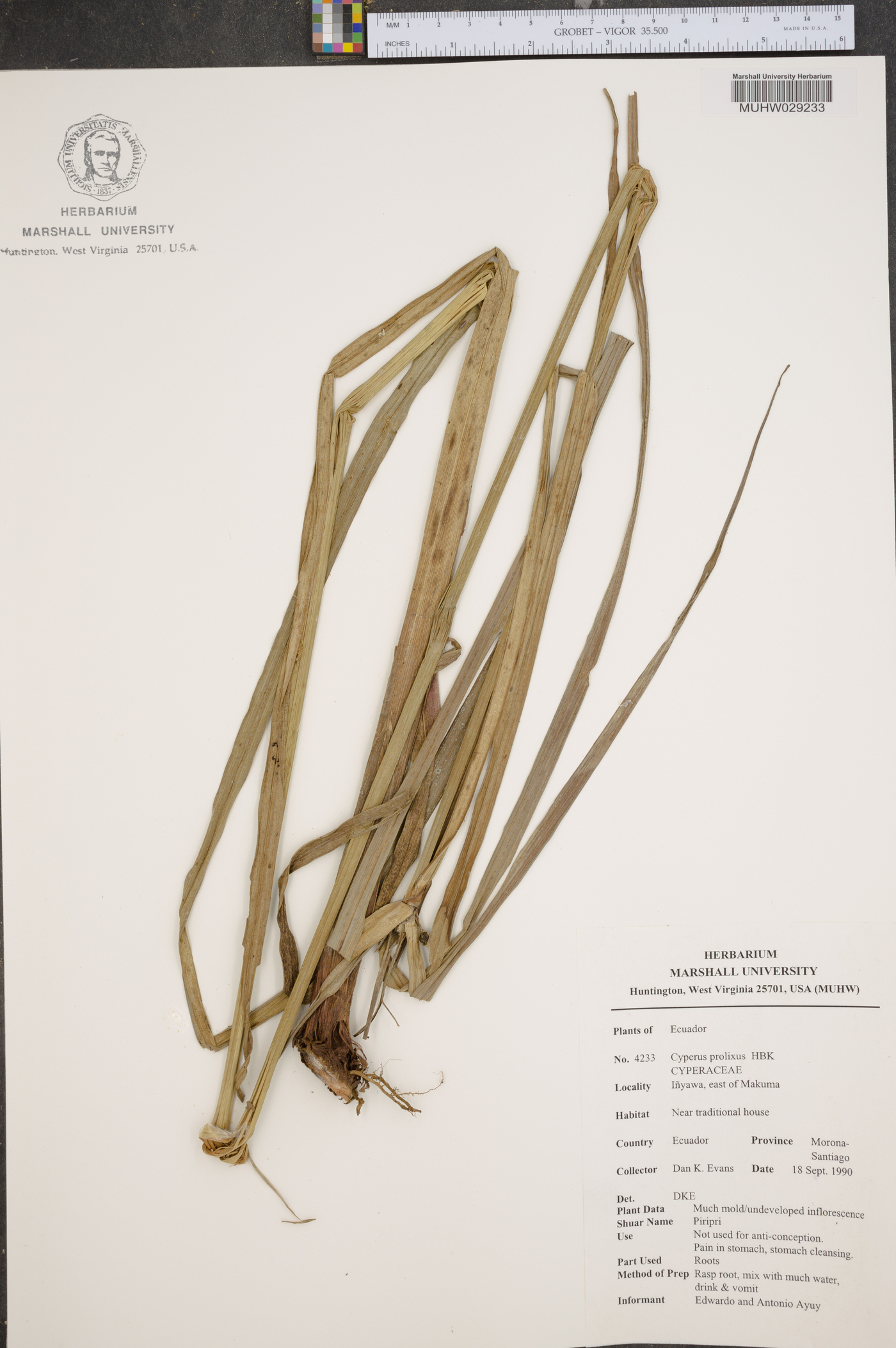 Cyperus prolixus image