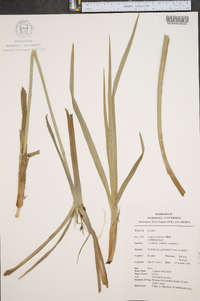 Cyperus prolixus image