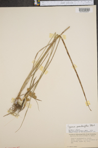 Cyperus pseudovegetus image