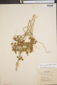 Cyperus pseudovegetus image