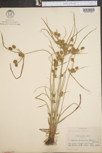 Cyperus retrorsus image