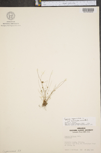 Cyperus squarrosus image