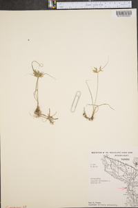 Cyperus squarrosus image