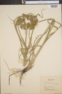 Cyperus virens image