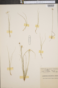 Dichromena floridensis image
