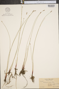 Eleocharis erythropoda image