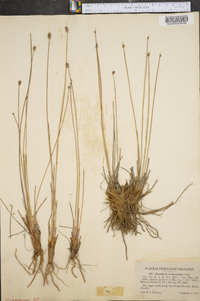 Eleocharis melanocarpa image