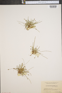 Eleocharis olivacea image