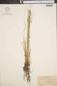 Eleocharis rostellata image