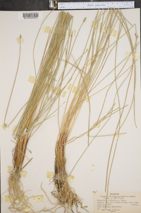 Eleocharis rostellata image