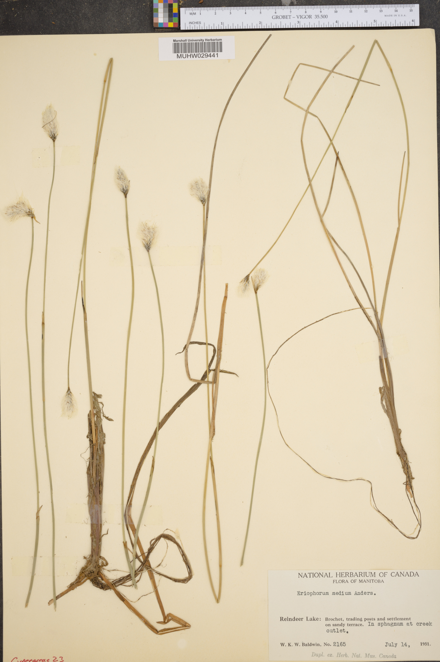 Eriophorum medium image