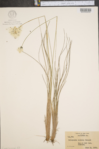 Eriophorum spissum image