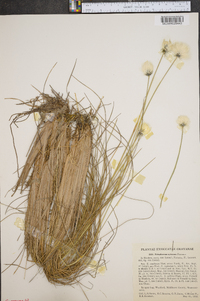 Eriophorum spissum image